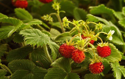 rutgers-scarlet-strawberries