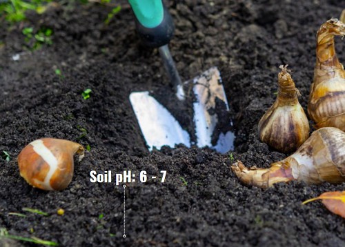 site-preparation-to-plant-tulip-bulbs