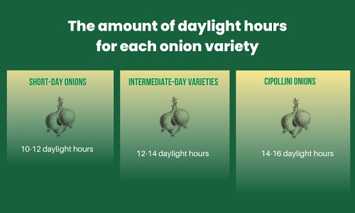 the-amount-of-daylight-hours-for-each-onion-variety