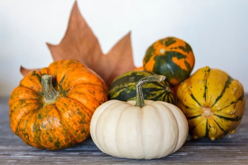 the-right-pumpkin-varieties-to-grow-in-south-carolina