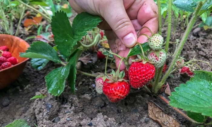 tips-for-successful-strawberries-planting-in-colorado