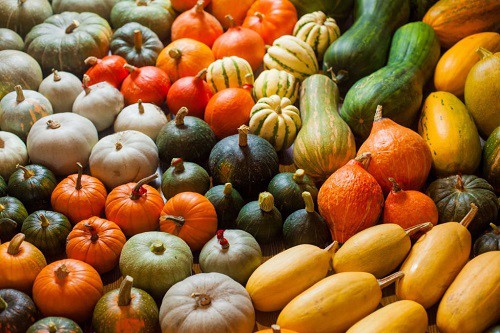 varieties-of-pumpkins-that-suit-oregon's-climate