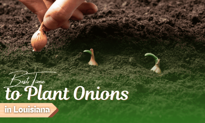 when to plant onions in louisiana