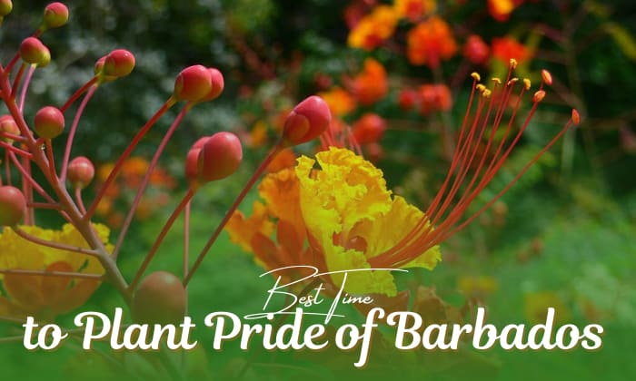 when to plant pride of barbados