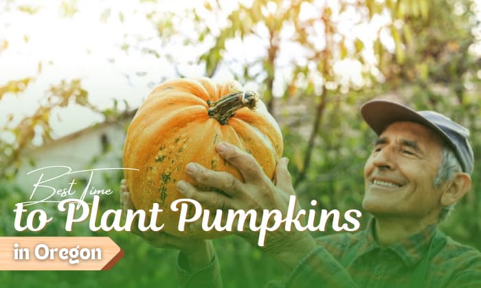 when to plant pumpkins in oregon