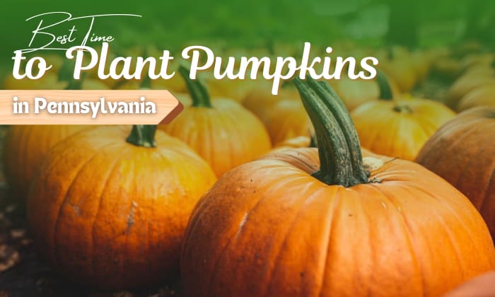 when to plant pumpkins in pennsylvania