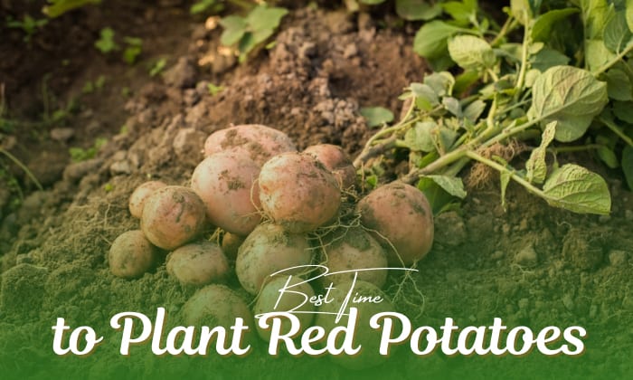 when to plant red potatoes