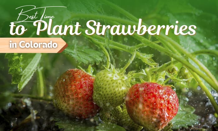 when to plant strawberries in colorado