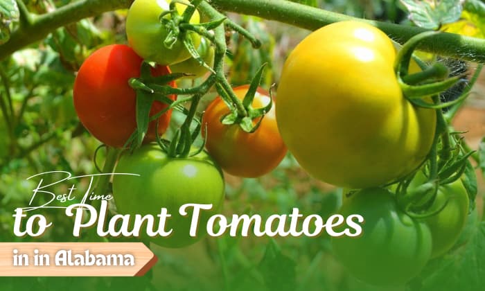 when to plant tomatoes in alabama