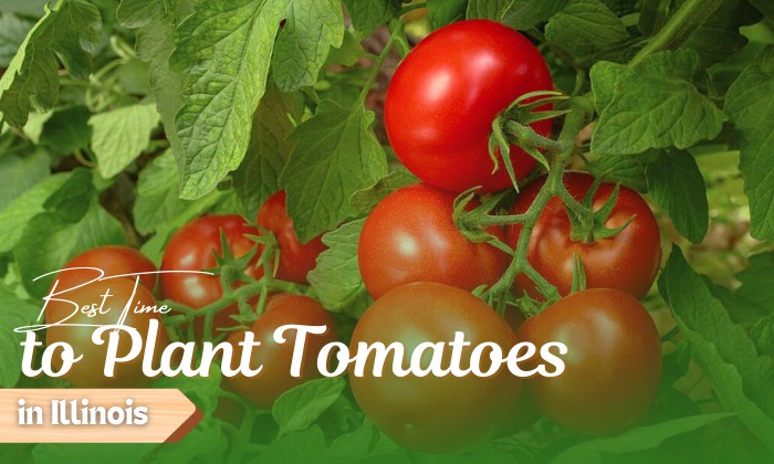 when to plant tomatoes in illinois