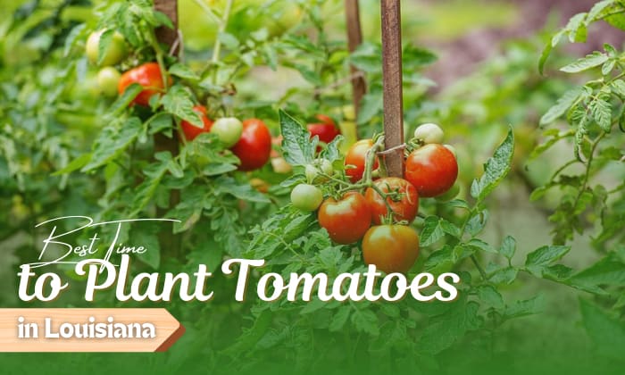when to plant tomatoes in louisiana