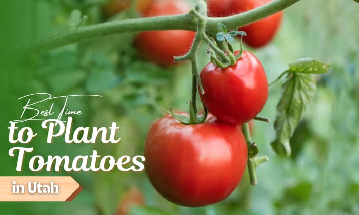 when to plant tomatoes in utah