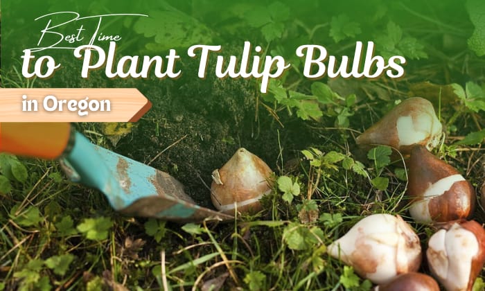 when to plant tulip bulbs in oregon