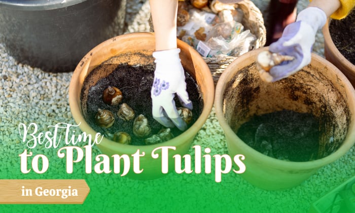 when to plant tulips in georgia
