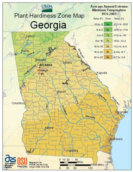 zone map for planting cabbage in georgia