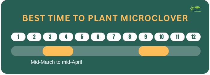 The-best-time-to-plant-microclover