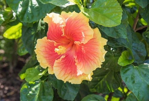Tropical-hibiscus
