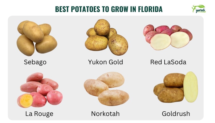 best-potatoes-to-grow-in-florida