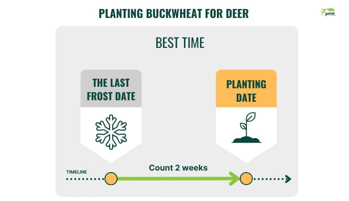 best-time-to-plant-buckwheat-for-deer