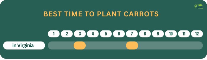 best-time-to-plant-carrots