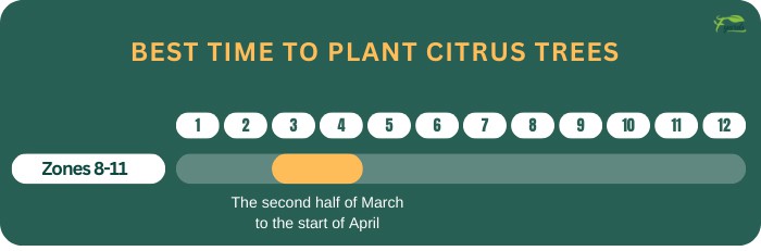 best-time-to-plant-citrus-trees