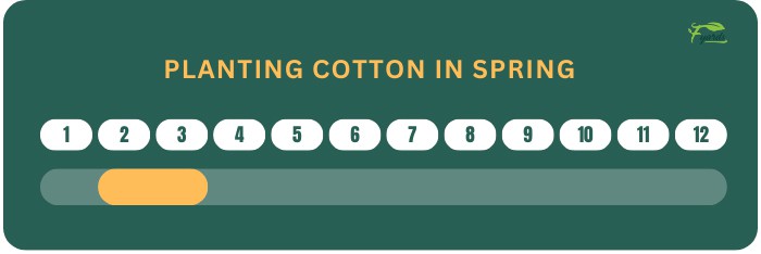 best-time-to-plant-cotton
