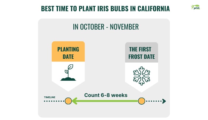 best-time-to-plant-iris-bulbs-in-california