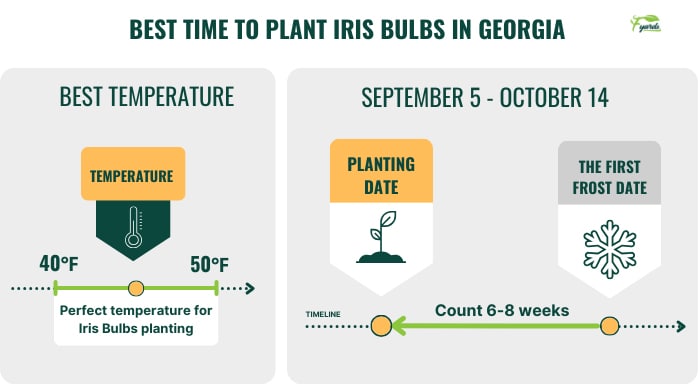best-time-to-plant-iris-bulbs-in-georgia