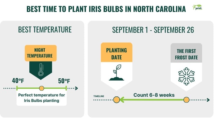 best-time-to-plant-iris-bulbs-in-north-carolina