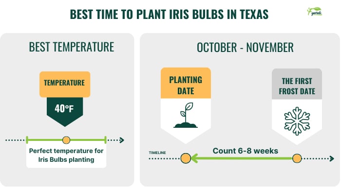 best-time-to-plant-iris-bulbs-in-texas