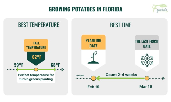 best-time-to-plant-potatoes-in-florida