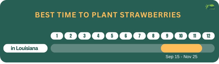best-time-to-plant-strawberries-in-louisiana