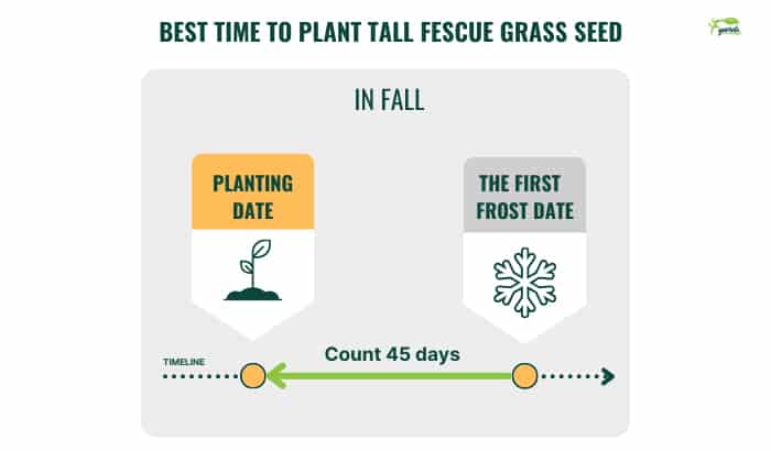 best-time-to-plant-tall-fescue-grass-seed