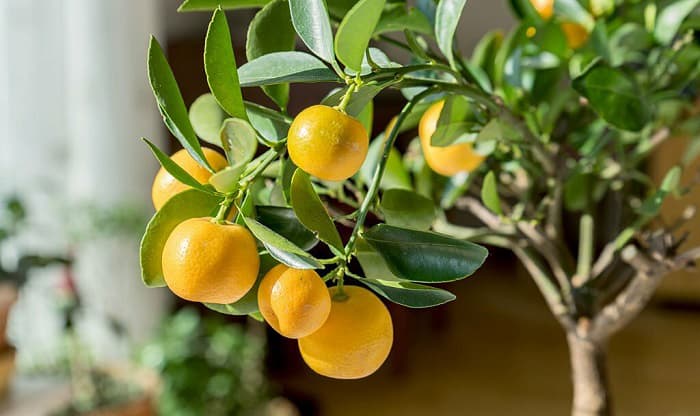 grow-citrus-tree
