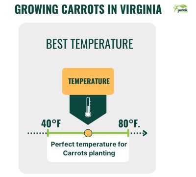 growing-carrots-in-virginia