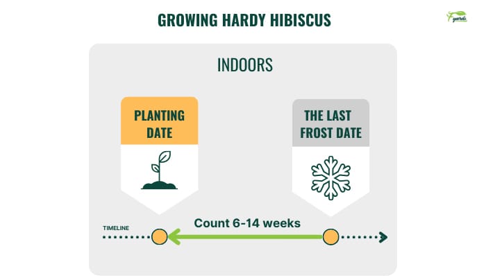 growing-hardy-hibiscus