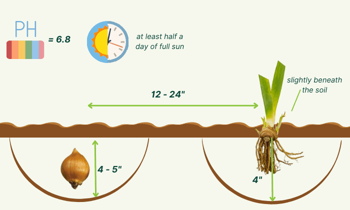 iris-bulb-planting-tips-in-zone-9