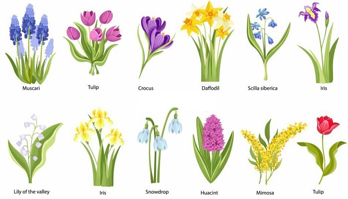 iris-bulb-varieties