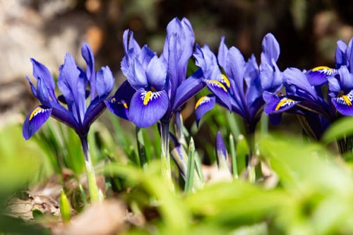 iris flowers