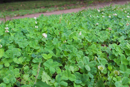 microclover-planting