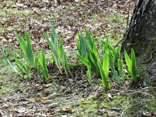 place-to-plant-iris