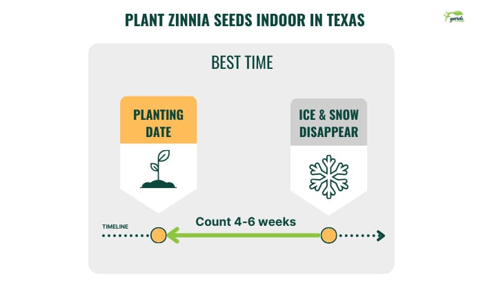 plant-zinnia-seeds-indoor-in-texas