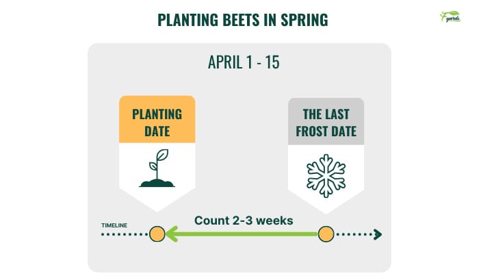 planting-beets-in-spring