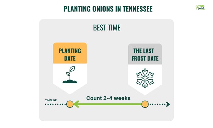 planting-onions-in-tennessee
