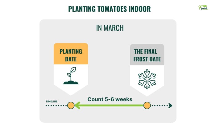 planting-tomatoes-indoor-in-iowa