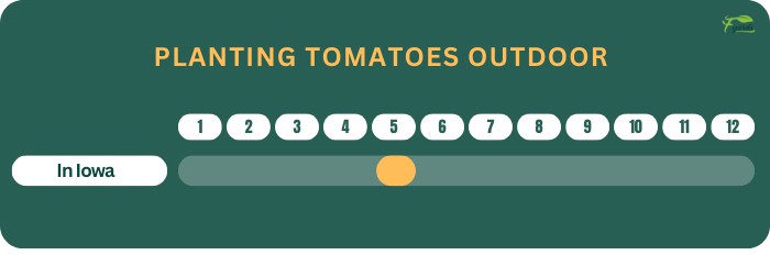 planting-tomatoes-outdoor-in-iowa