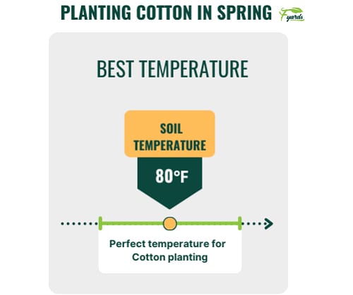 soil-temperature-requirements-for-planting-cotton