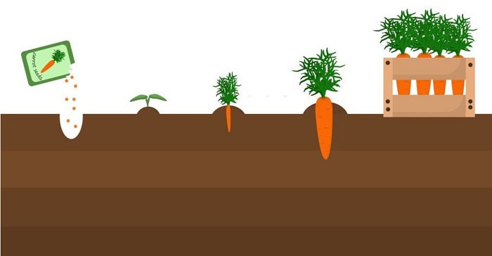 steps-for-planting-carrots