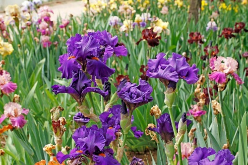 successful-iris-bulb-cultivation