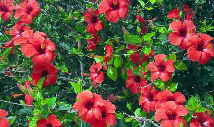 tips-for-successful-hibiscus-seed-sowing